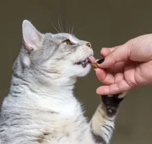 Seu gato fica mais feliz com petiscos ou sachê?
