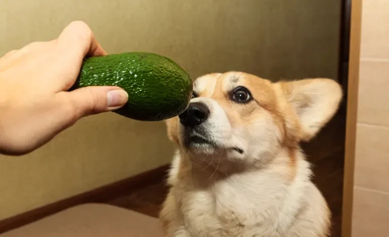 Abacate faz mal para cachorro? Veja se fruta pode fazer parte da dieta do seu pet