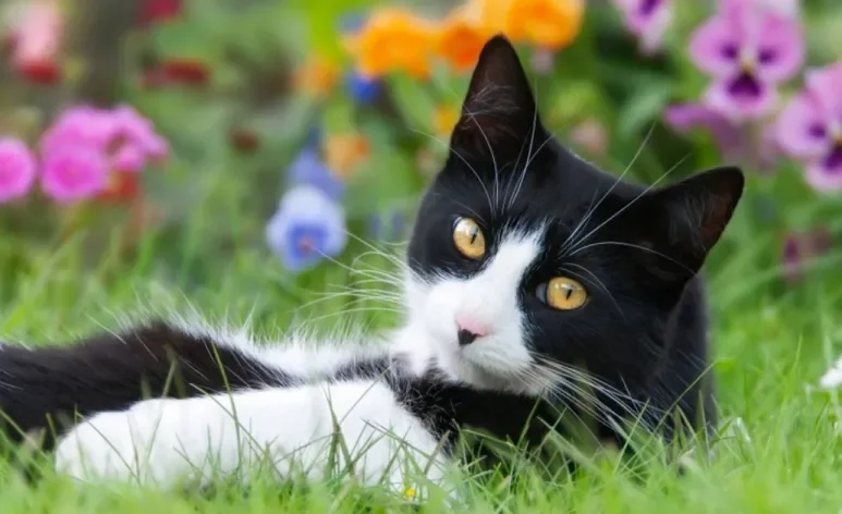 Gato caindo pelo, com parasitas, no cio: saiba como cuidar dos pets na primavera