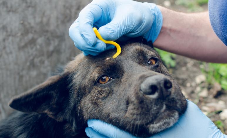Os diferentes tipos de carrapato de cachorro podem transmitir graves doenças