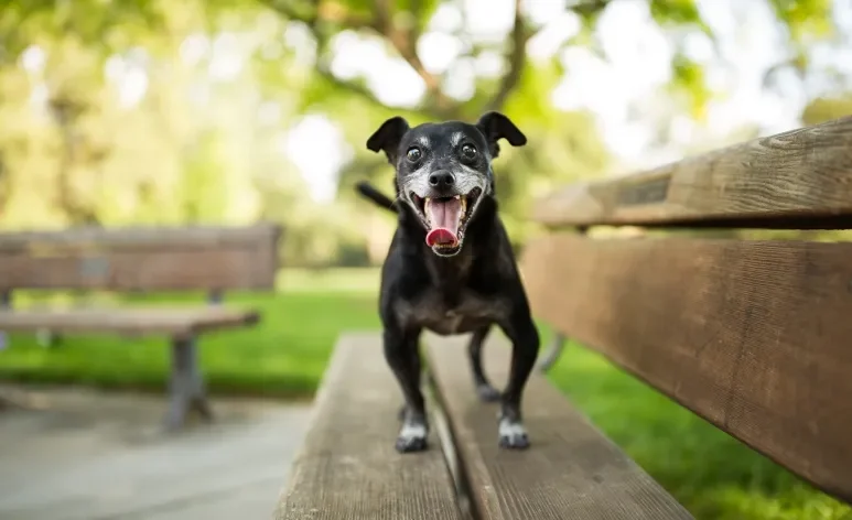 Confira 100 curiosidades sobre o comportamento canino que o Patas da Casa trouxe para você em 2023