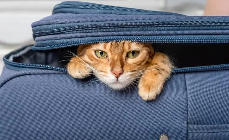 O hotel para gatos ou o serviço de cat sitter podem ser muito úteis em viagens