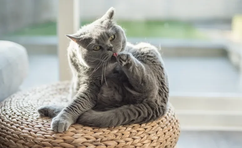 Confira quais são as principais raças de gato cinza 