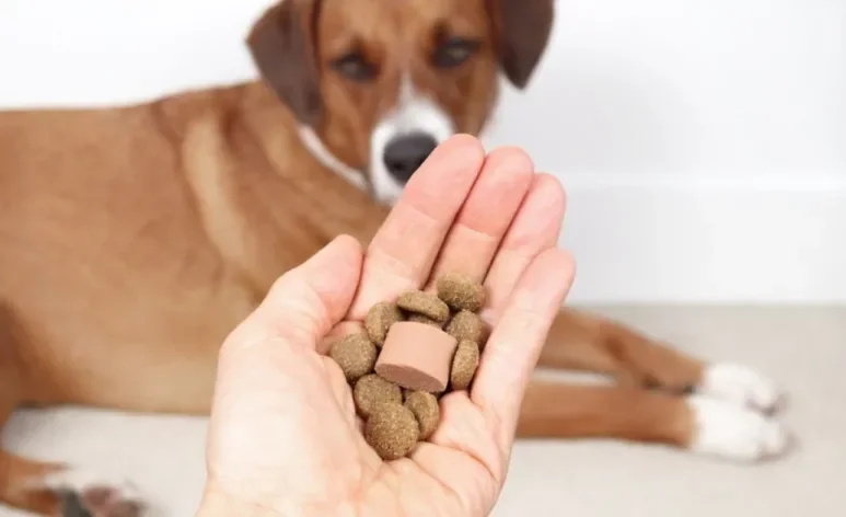 As opções de remédio para verme de cachorro são variadas e, por isso, é bom ter orientação profissional