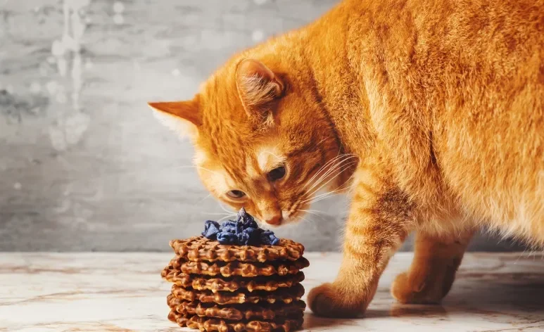 Confira quais são os alimentos que deve ser mantidos bem longe do seu gato