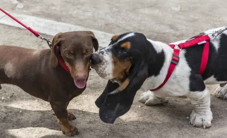 Basset Hound e cachorro Dachshund são exemplos de cachorros rebaixados