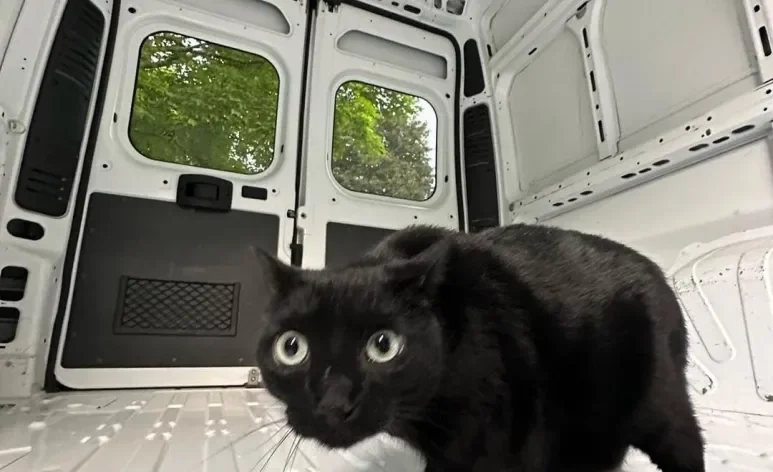 Gato preto diagnosticado com doença rara viaja de van com a família pelos Estados Unidos (Créditos: Instagram/ @morleyandeden
