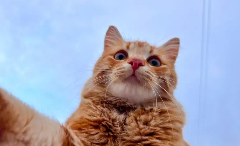 Confira quais são as raças de gatos laranjas mais populares e tudo sobre a personalidade desses bichanos 