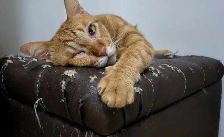 Um arranhador de gato para sofá pode ser muito útil para manter as garras do pet longes do estofado