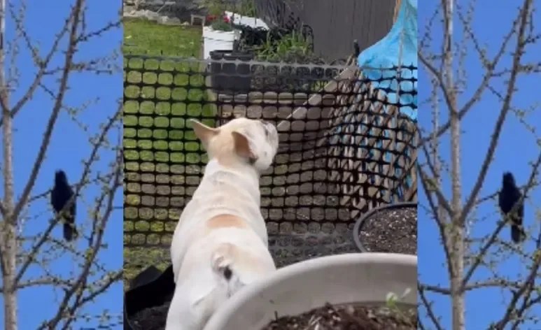 Corvo se comunica com latido de cachorro para chamar atenção de Bulldog Francês (Créditos: Instagram/@shandellesgarden)