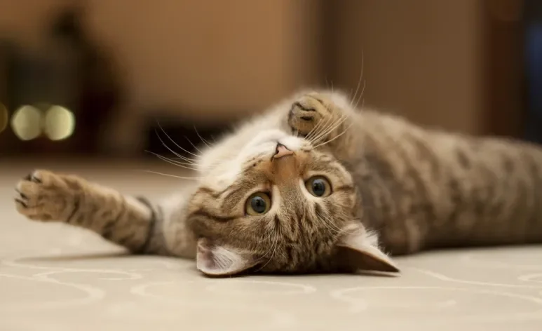 O corpo do gato é cheio de curiosidades interessantes e tem um papel importante na comunicação felina
