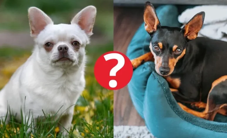 O Chihuahua e o Pinscher são conhecidos por serem raças de cachorros protetores — mas tem uma que é ainda mais!