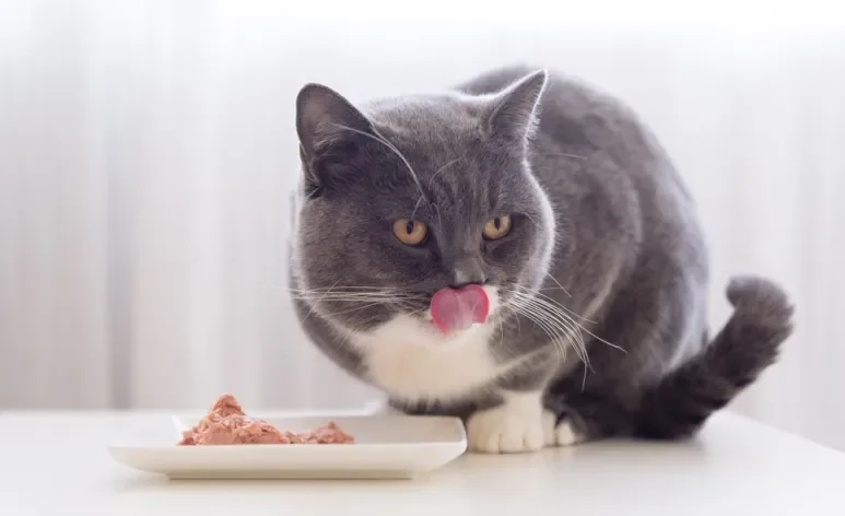 Descubra qual proteína para gatos é super amada, saborosa e nutritiva