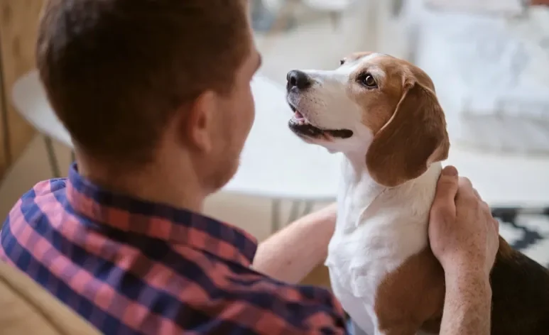 Raças de cachorro como o Beagle costumam ser amáveis e muito fiéis aos donos