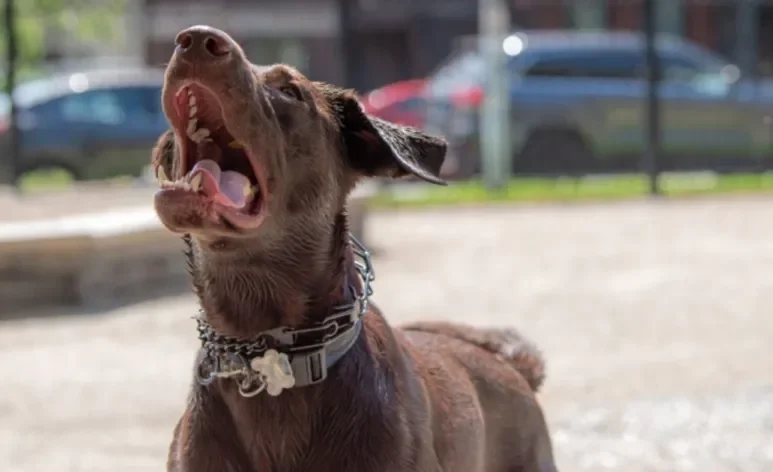 Saber como desengasgar cachorro pode salvar a vida do seu pet