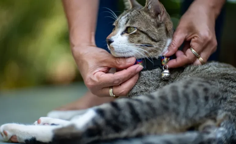 A coleira para gato com guizo pode parecer inofensiva, mas esconde uma série de problemas