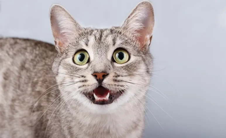 O miado de gato é uma das principais formas de comunicação felina
