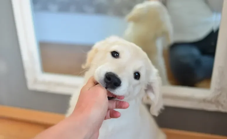 O filhote de cachorro mordendo tudo ao seu redor é um comportamento comum 
