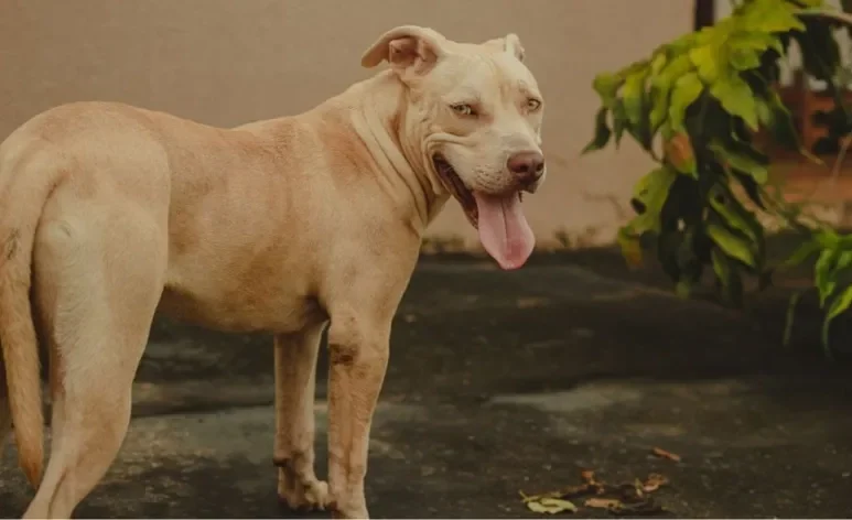 O Pit Monster é um cachorro de porte médio para grande bem imponente