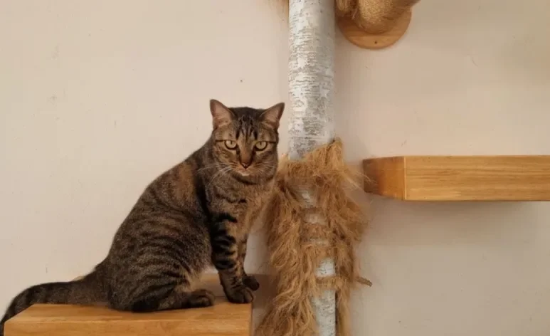 O playground para gatos é excelente para estimular e divertir o seu pet