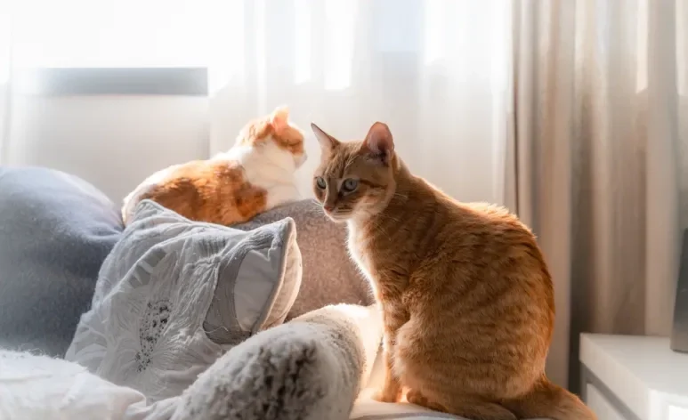 O tempo que um gato pode ficar sozinho vai depender de alguns fatores