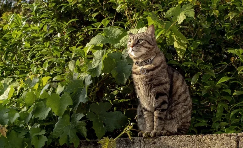 Confira quais são as raças de gato mais populares no Brasil