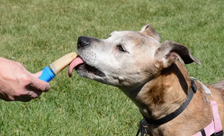 O picolé para cachorro deve ser feito com ingredientes seguros para cães