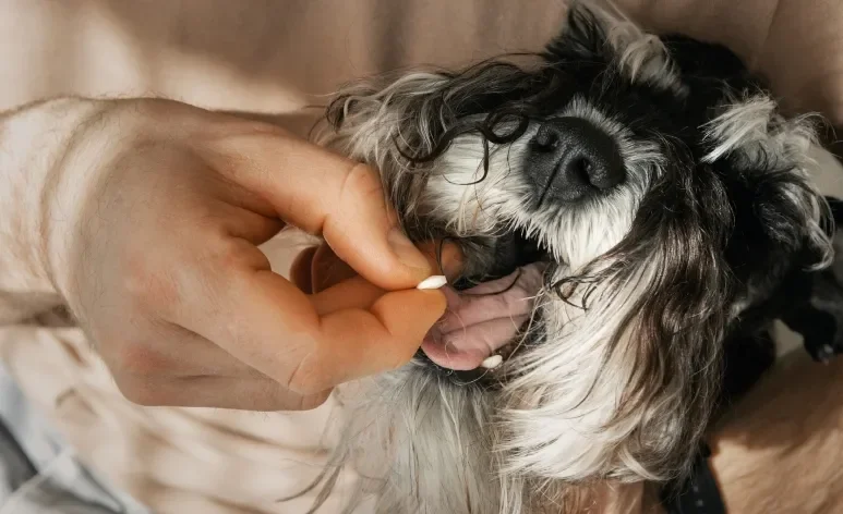 A administração do antialérgico para cachorro deve ser orientada por um profissional