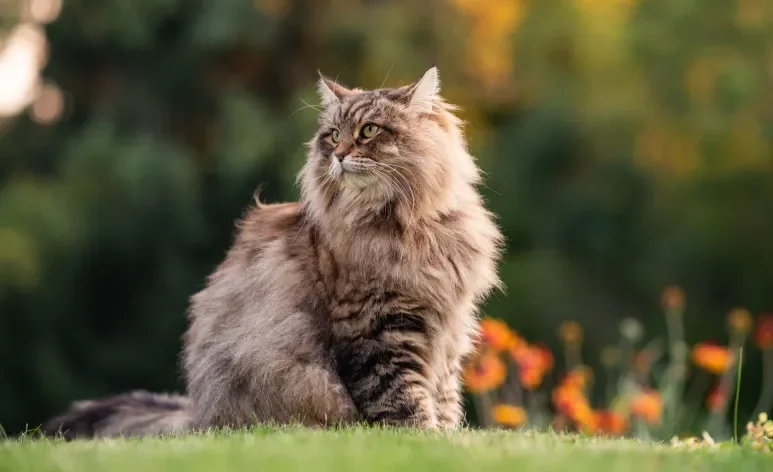 Os gatos mais fortes do mundo vão te surpreender