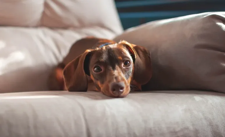 O Dachshund filhote proporciona muitas surpresas para a família