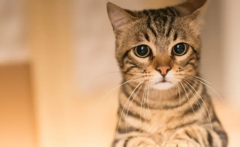 Várias atitudes podem deixar o gato triste e sofrendo