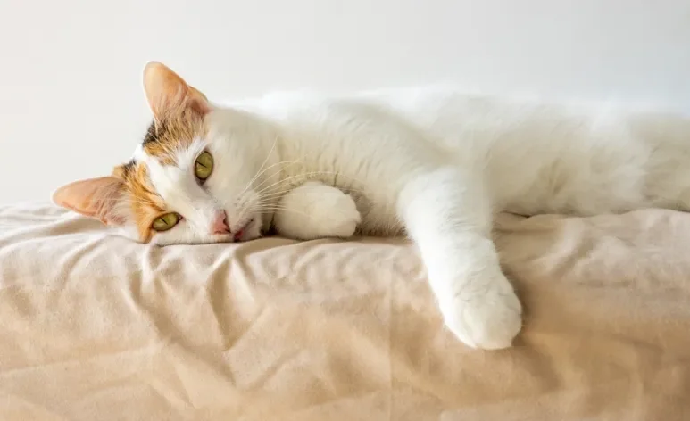 A rinotraqueíte é uma doença respiratória que afeta os gatos e requer atenção