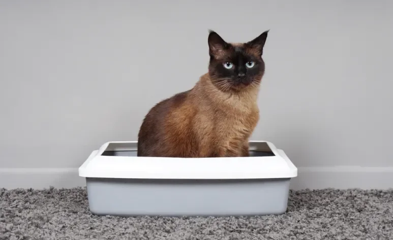 Encontrar sangue nas fezes do gato é uma situação que requer atenção