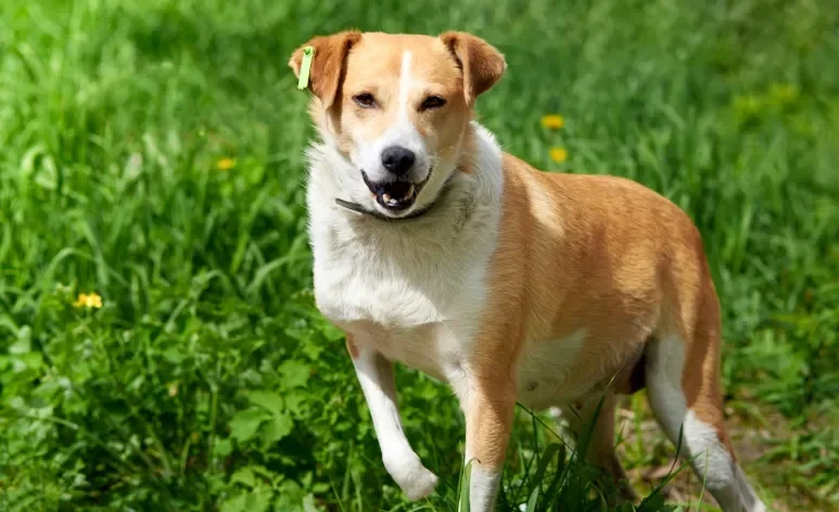 Cachorro mancando pata traseira ou dianteira precisa de atenção
