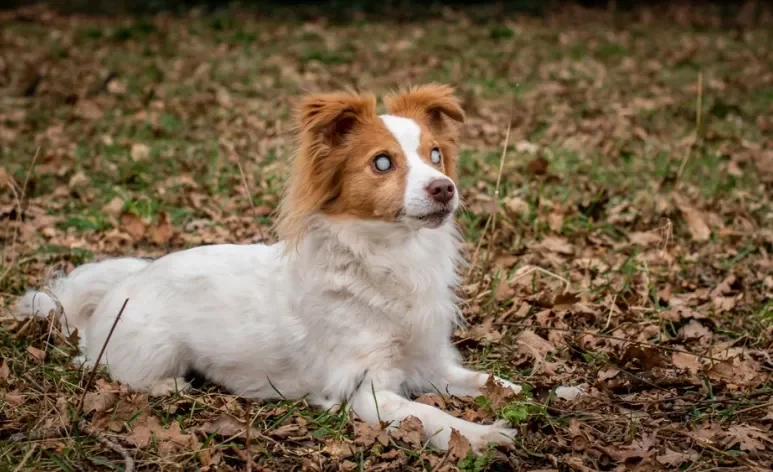 Saber se a catarata em cachorro tem cura é uma dúvida de muitos tutores