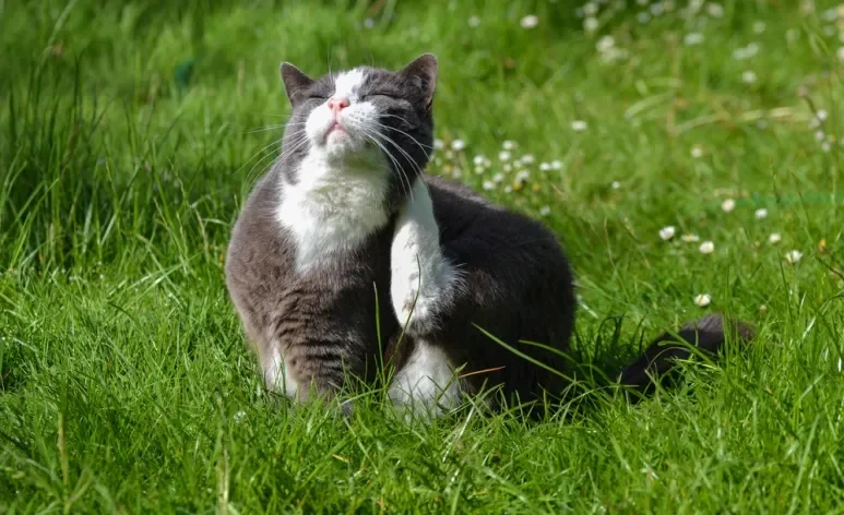 Algumas dicas podem te ajudar a entender como curar sarna de gato rápido