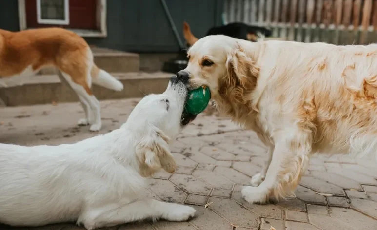 A creche para cachorro é o espaço ideal para gastar a energia e socializar cães