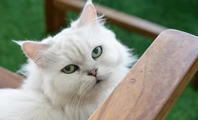 O quanto custa um gato Persa não é um valor fixo