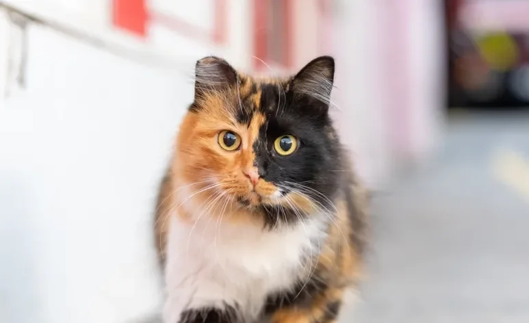 O gato tricolor esconde muitas particularidades