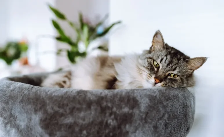 A infecção urinária em gatos pode comprometer bastante a qualidade de vida do pet