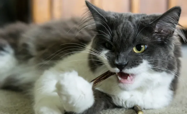 O matatabi é uma alternativa ao catnip para gatos