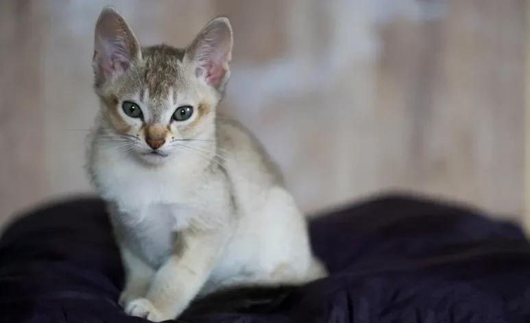 O menor gato do mundo tem carinha de filhote