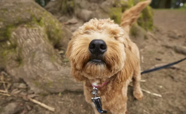 O olfato canino é tão apurado que os cães conseguem sentir o cheiro do tempo