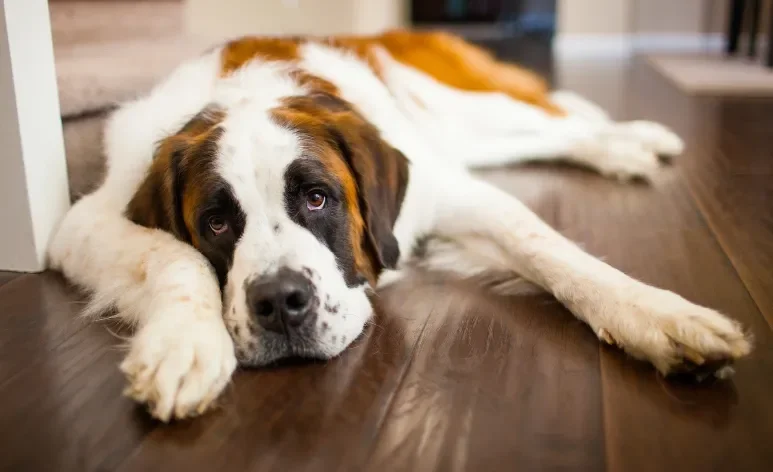 A resposta de quantos anos vive um cachorro com diabetes vai depender dos cuidados que o animal recebe