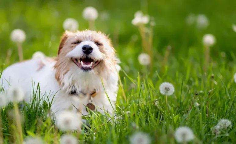Saber quantos dentes tem um cachorro é uma curiosidade dos tutores