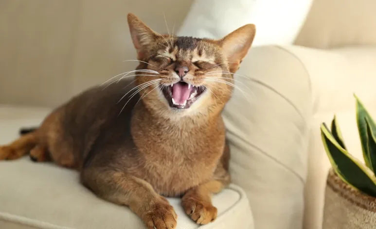 Saber quantos dentes tem um gato pode ajudar os tutores nos cuidados com o sorriso felino