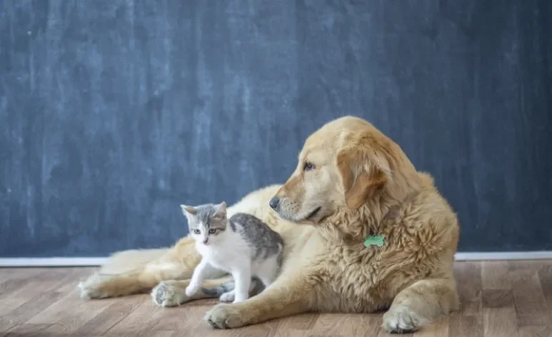 Cães e gatos vão poder tirar carteira de identidade pet