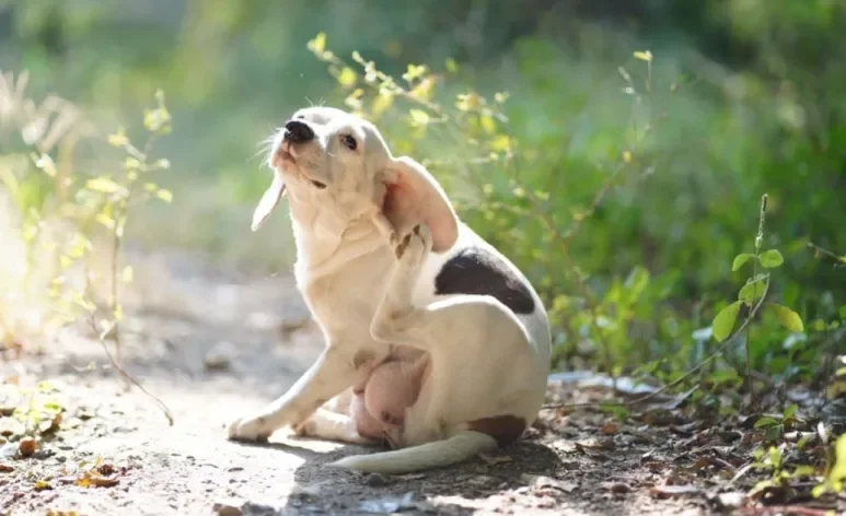 Os tipos de carrapato costumam afetar seriamente a saúde dos pets
