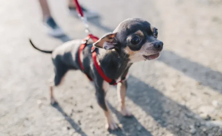 Vários motivos podem deixar um cachorro tremendo, incluindo problemas de saúde