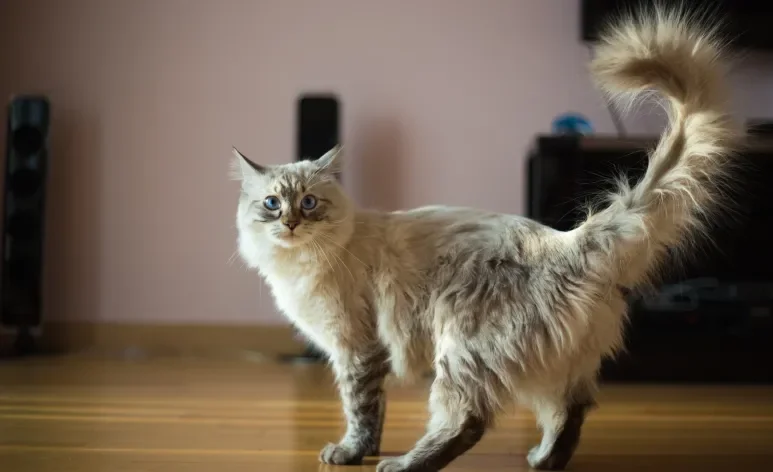 Gato com dor na parte traseira pode ser sinal de problemas graves